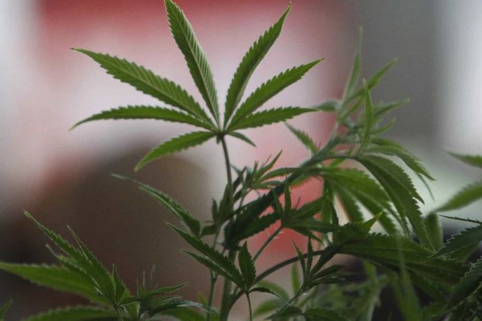 Cultivo da maconha pode colocar Brasil como grande exportador