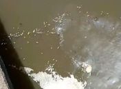 IMA envia equipe para fazer coletas e identificar causas de mortandade de peixes na Barra de Santo Antônio