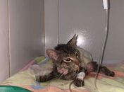 Gata resgatada após ter pele arrancada e rabo cortado precisa de doações para compra de medicamento