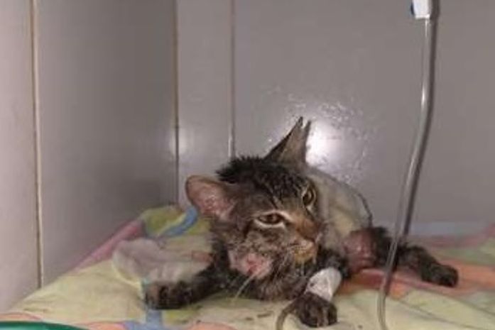 Gata resgatada após ter pele arrancada e rabo cortado precisa de doações para compra de medicamento