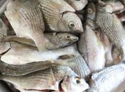 Vigilância Sanitária orienta deodorenses sobre compra de frutos do mar na Semana Santa