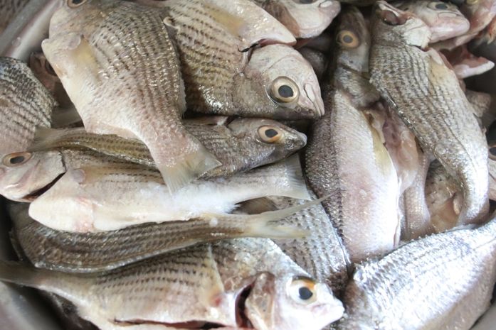 Vigilância Sanitária orienta deodorenses sobre compra de frutos do mar na Semana Santa