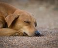Polícia investiga morte de cães e gatos por envenenamento em diversos bairros de Piranhas