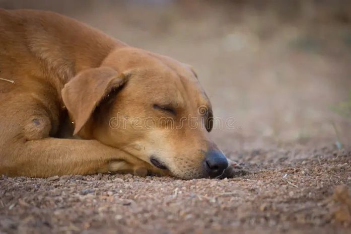 Polícia investiga morte de cães e gatos por envenenamento em diversos bairros de Piranhas