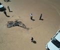 Baleia-jubarte encalha morta em praia do litoral sul de Alagoas com marcas de mordida de tubarão