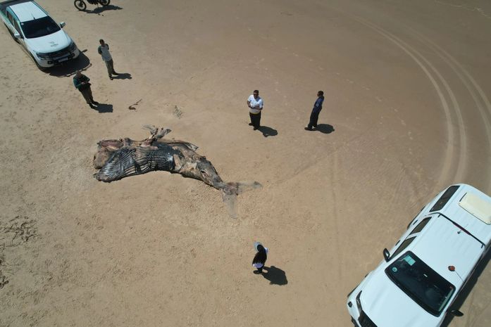 Baleia-jubarte encalha morta em praia do litoral sul de Alagoas com marcas de mordida de tubarão