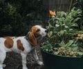 10 plantas comuns que são um risco para pets; veterinária explica