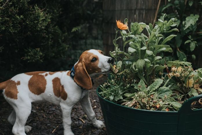 10 plantas comuns que são um risco para pets; veterinária explica