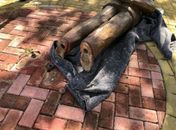 Após tentativa de furto a estátua na Praça Sinimbu, Prefeitura coleta imagens de segurança e depoimentos de moradores