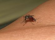 Aedes Aegipty 