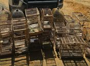 Aves silvestres são resgatadas e espingardas apreendidas durante operação em Flexeiras