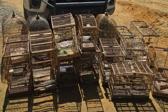 Aves silvestres são resgatadas e espingardas apreendidas durante operação em Flexeiras