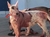 Em ataque, cães da raça Bull Terrier assustam moradores de bairro após matarem gato em Maceió