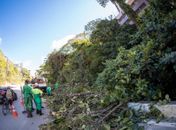 Serviços de poda e supressão de árvores têm aumento de 50% no período chuvoso