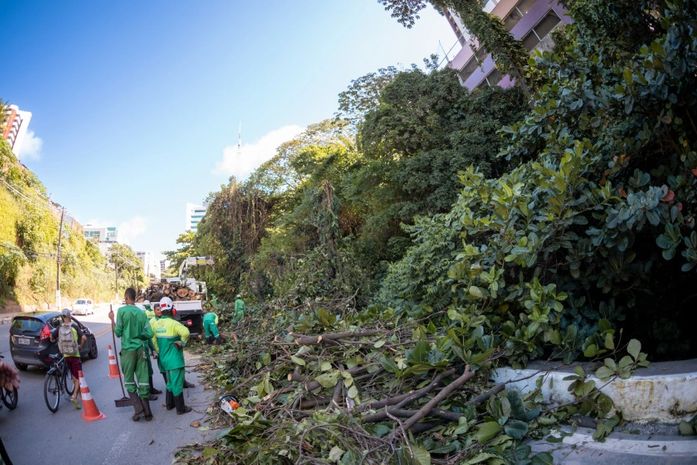 Serviços de poda e supressão de árvores têm aumento de 50% no período chuvoso