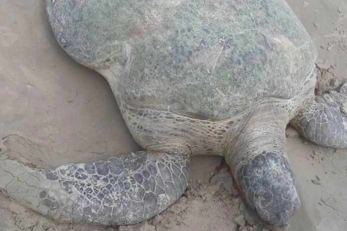 Tartaruga teria encalhado na praia do Jaraguá
