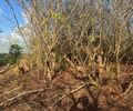 IMA/AL confirma crime ambiental e autua Norcon por destruição em Sítio Merenda, área preservada pela família Vieira