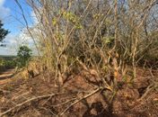 IMA/AL confirma crime ambiental e autua Norcon por destruição em Sítio Merenda, área preservada pela família Vieira