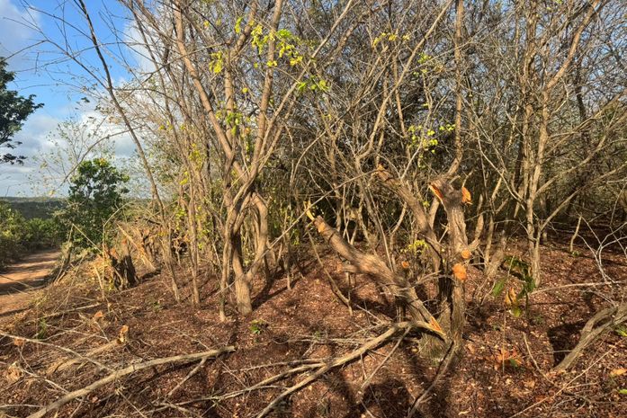 IMA/AL confirma crime ambiental e autua Norcon por destruição em Sítio Merenda, área preservada pela família Vieira