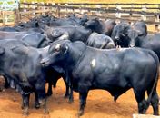 Boitel Pindorama abre mercado internacional com primeira exportação de animais hospedados