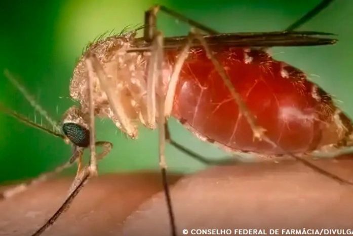 Antes restrita à Amazônia, febre oropouche se espalha pelo país