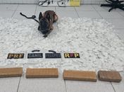 Operação intercepta van vinda de SP e apreende R$ 500 mil em drogas no Sertão de AL