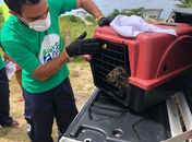 Morre lontra encontrada na praia da Barra de Santo Antônio