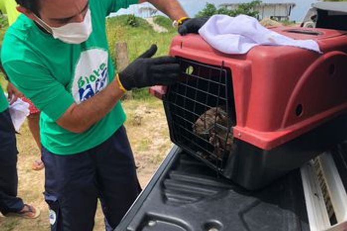 Morre lontra encontrada na praia da Barra de Santo Antônio