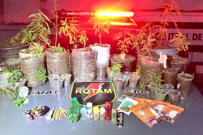 Plantação com 37 pés de maconha é descoberta e homem é preso por tráfico de drogas