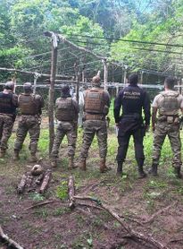 PF e PM/AL destroem 2,8 mil pés de maconha e cumprem mandados para identificar fornecedores e distribuidores das drogas, em AL e PE