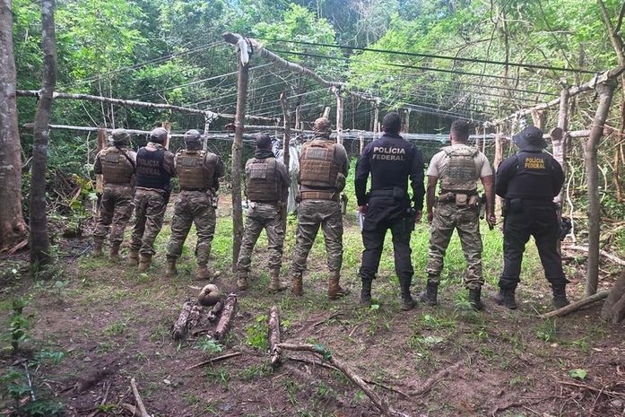 PF e PM/AL destroem 2,8 mil pés de maconha e cumprem mandados para identificar fornecedores e distribuidores das drogas, em AL e PE