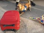 Mala foi encontrada pela PRF