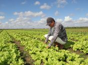 Crédito Rural: Caixa libera R$ 5,2 bilhões para safra 2020/2021