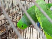 Ação integrada resgata mais de cem animais silvestres