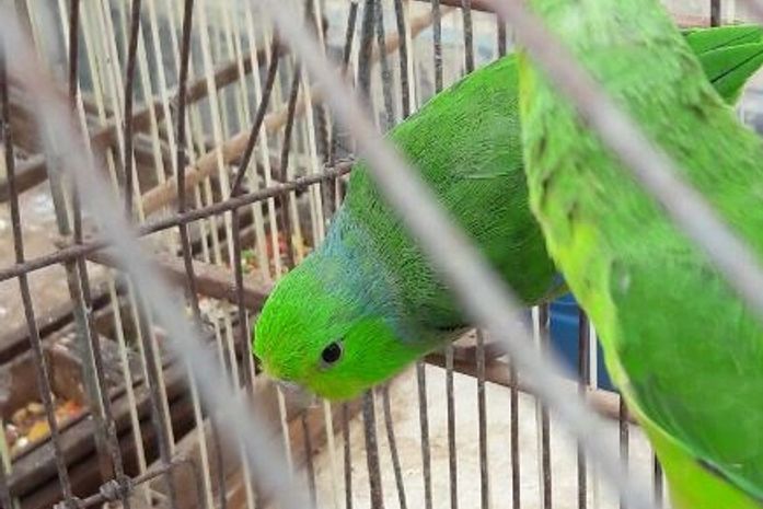 Ação integrada resgata mais de cem animais silvestres