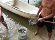 Pescadores encontram peixes e crustáceos mortos.