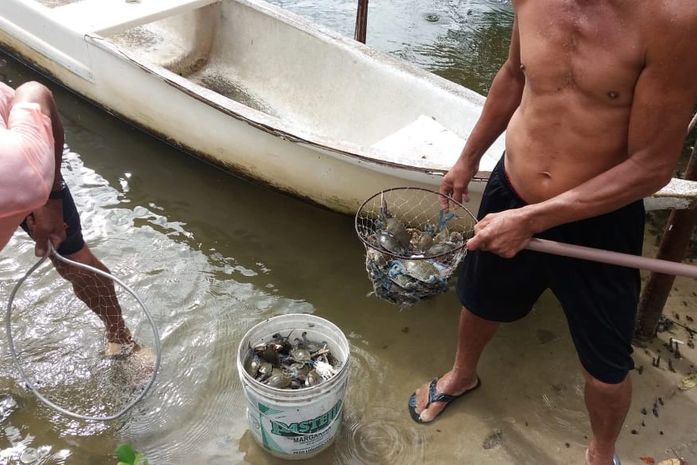 Pescadores encontram peixes e crustáceos mortos.