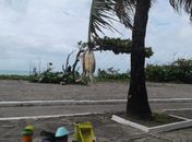 Tartaruga foi amarrada em uma árvore na praia da Avenida