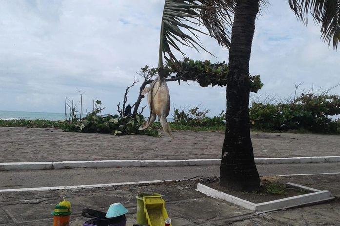 Tartaruga foi amarrada em uma árvore na praia da Avenida