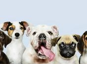 Medicamentos de uso humano podem ser tóxicos para cães e gatos