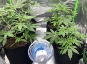 Estufa com pés de maconha