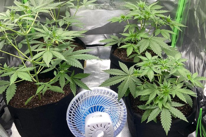 Estufa com pés de maconha