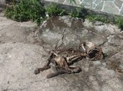 Polícia identifica e indicia autores de descarte irregular de animais mortos em Maceió