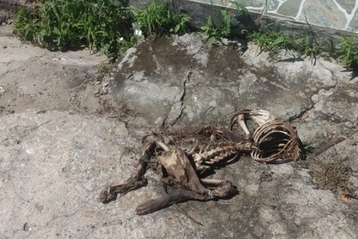 Polícia identifica e indicia autores de descarte irregular de animais mortos em Maceió