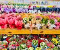 Plantas e flores ganham espaço no Dia das Mães como presentes que simbolizam afeto e cuidado diário

