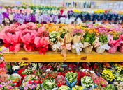 Plantas e flores ganham espaço no Dia das Mães como presentes que simbolizam afeto e cuidado diário


