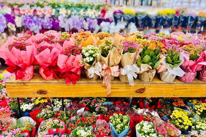 Plantas e flores ganham espaço no Dia das Mães como presentes que simbolizam afeto e cuidado diário