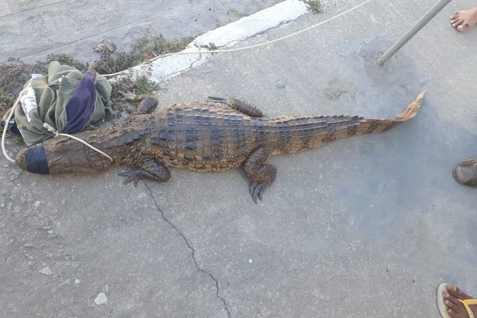 Jacaré é capturado por moradores