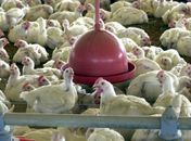 OMS confirma primeira morte por gripe aviária no mundo 