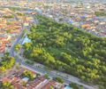 Arapiraca bate mais um recorde com plantio de 50 mil árvores urbanas
